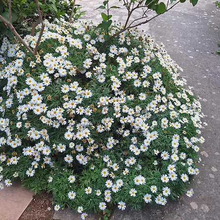 別荘 Old Mill ロゴズニッツァ